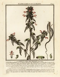 Sumpf-Läusekraut, Pedicularis palustris