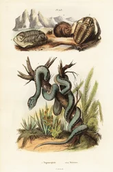 Martinikanische Grubenotter und ausgestorbene Trilobiten