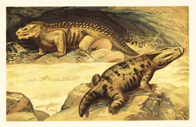 Mastodonsaurus und Pareiasaurus. 1908