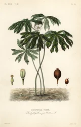 Maiapfel, Podophyllum peltatum