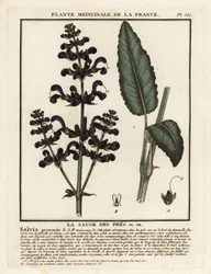 Wiesensalbei, Salvia pratensis