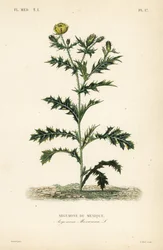 Mexikanischer Mohn, Argemone mexicana