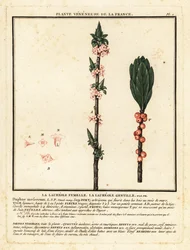 Seidelbast, Daphne mezereum