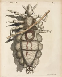 Mikroskopie