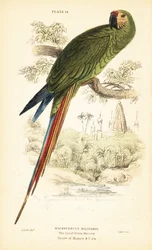 Militärara, Ara militaris. 1889