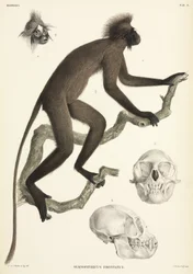 Affe und Schädeldetails, Sumatra, Indonesien