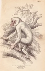 Mohrenmakak, Macaca maura (Macacus maimon brachyurus). Weißer Maimon, vermutlich ein albinotisches Jungtier. Handkolorierter Stahlstich von Lizars nach einer Illustration von Charles Hamilton Smith aus William Jardines „Naturalist