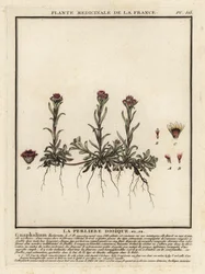 Berg-Silbermantel, Antennaria dioica