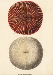 Pilzkoralle, Fungia fungites. Handkolorierter Stahlstich aus Georg Friedrich Treitschkes Naturhistorischer Bildersaal des Thierreiches, Leipzig-1842.