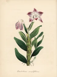 Halskettenstängel-Dendrobium oder Sekikoku-Orchidee, Dendrobium moniliforme. Handkolorierter Zinkograph von C. Chabot, gezeichnet von Miss M. A. Burnett aus ihrem Werk 