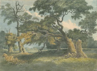 Needwood - Eiche: Aquarellmalerei, undatiert [19. Jahrhundert?]