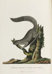 Norfolk-Insel-Flughörnchen, Australien, ca. 1788