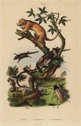 Nördlicher Gewöhnlicher Kuskus, Phalanger orientalis 3, Gelbbäuchiger Gleiter, Petaurus australis 4, Federbuschgleiter, Acrobates pygmaeus 5, Peziza-Pilze 1 und Psygmatocerus wagleri-Käfer 2