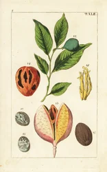 Muskatnuss- und Macisbaum, Myristica fragrans