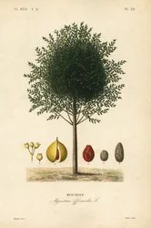 Muskatnussbaum, Myristica fragrans