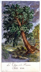 Eiche und Schilfrohr