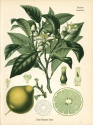 Orange Bergamotte, Citrus bergamia. Chromolithographie nach einer botanischen Illustration aus Hermann Adolph Koehler