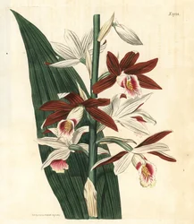 Orchideenvarietät Bifrenaria - Große Sumpf-Orchidee Phaius tankervilleae (Lady Tankerville