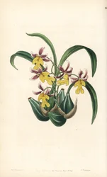 Orchideenvarietät Oncidium - Oncidium ghiesbreghtianum Orchidee (Mr. Warner