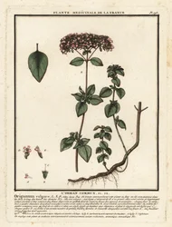 Oregano oder Wilder Majoran, Origanum vulgare