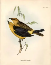 Ornithologie: „Certhidea olivacea“ beschrieben von Charles Darwin während seiner Expedition an Bord der Beagle. Platte aus „The zoology of the voyage of H.M.S. Beagle. Flight. III, Birds described by John Gould, with notice of their habits by Charles Darwi