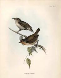 Ornithologie: „Certhidea olivacea“ Geospize Olive, beobachtet und beschrieben von Charles Darwin während seiner Expedition an Bord der Beagle. Tafel aus „The zoology of the voyage of H.M.S. Beagle. Flight. III, Birds described by John Gould“