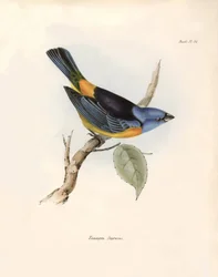Ornithologie: „Darwins Thraupinen (oder Thraupinae)“ Beschreibung eines Sperlingsvogels von Charles Darwin (1809-1882) beobachtet während seiner Expedition an Bord der Beagle. Tafel aus „The zoology of the voyage of H.M.S. Beagle. Flight. III, Birds descri
