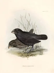 Ornithologie: „Geospiza magnirostris oder Geospize mit großem Schnabel“ Beschreibung eines Sperlingsvogels von Charles Darwin (1809-1882) beobachtet während seiner Expedition an Bord der Beagle. Tafel aus „The zoology of the voyage of H.M.S. Beagle. Flight