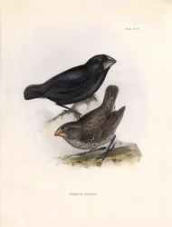 Ornithologie: „Geospiza strenua oder Geospize“ Beschreibung eines Sperlings von Charles Darwin (1809-1882) beobachtet während seiner Expedition an Bord der Beagle. Tafel aus „The zoology of the voyage of H.M.S. Beagle. Flight. III, Birds“ beschrieben von J
