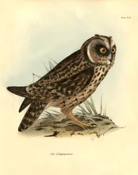 Ornithologie: „Otus Galapagoensis“ Galapagos-Eule, beschrieben von Charles Darwin (1809-1882) während seiner Expedition an Bord der Beagle. Tafel aus „Birds described by John Gould, with notice of their habits by Charles Darwin“