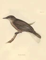 Ornithologie: Der „Agriornis leucurus“ beschrieben von Charles Darwin während seiner Erkundungsreise an Bord der Beagle. Tafel aus „The Zoology of the voyage of H.M.S. Beagle under the command of Captain Fitzroy during the years 1832 to 1836“