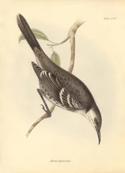 Ornithologie: Der „Mimus trifasciatus“ der Spottdrossel-Familie beschrieben von Charles Darwin während seiner Forschungsreise an Bord der Beagle. Tafel aus „The Zoology of the voyage of H.M.S. Beagle under the command of Captain Fitzroy during the years 18