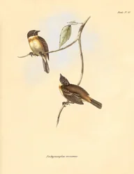 Ornithologie: Der „Pachyramphus minimus“ der Buchenfamilie beschrieben von Charles Darwin während seiner Forschungsreise an Bord der Beagle. Tafel aus „The Zoology of the voyage of H.M.S. Beagle under the command of Captain Fitzroy during the years 1832 to