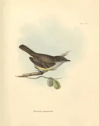 Ornithologie: Die „Tyrannula magnirostris“ der Vogelfamilie beschrieben von Charles Darwin während seiner Erkundungsreise an Bord der Beagle. Tafel aus „The Zoology of the voyage of H.M.S. Beagle under the command of Captain Fitzroy during the years 1832 t
