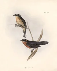 Ornithologie: „Tohi (oder pipilo)“ Beschreibung eines Sperlingsvogels von Charles Darwin (1809-1882) beobachtet während seiner Expedition an Bord der Beagle. Tafel aus „The zoology of the voyage of H.M.S. Beagle. Flight. III, Birds described by John Gould,