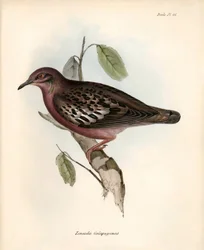 Ornithologie: „Zenaida Galapagoensis“ Galapagos-Taube beobachtet und beschrieben von Charles Darwin während seiner Expedition an Bord der Beagle. Tafel aus „The zoology of the voyage of H.M.S. Beagle. Flight. III, Birds described by John Gould“