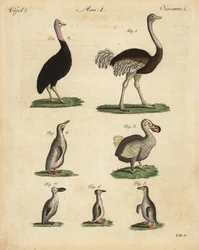 Strauß, Kasuar, ausgestorbener Dodo und Pinguinarten