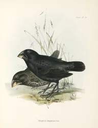 Paar Große Bodenfinken, Galapagos-Inseln, ca. 1832-1836