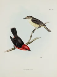 Vogelpaar, ca. 1832-1836