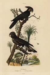 Palmkakadu, Probosciger aterrimus, und Rotschwanz-Rabenkakadu, Calyptorhynchus banksii, schwarzer Großschnabelkakadu und Banks-Papagei