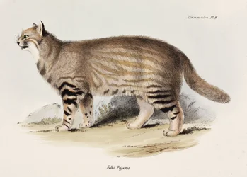 Pampaskatze, Südamerika, ca. 1832-1836