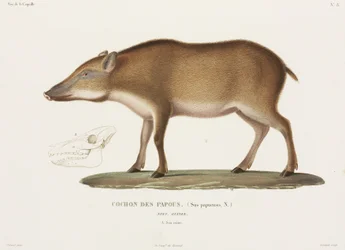 Papua-Schwein, Neuguinea