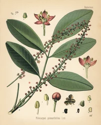 Paraguayischer Jaborandi, Pilocarpus pennatifolius. Chromolithographie nach einer botanischen Illustration von Walther Muller aus Hermann Adolph Koehler