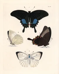 Pariser Pfauenfalter, Papilio paris 1,2, und gesprenkelter Emigrant, Catopsilia pyranthe? 3.4. Handkolorierte Lithographie aus John O. Westwood