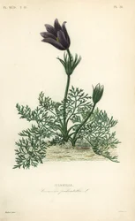 Küchenschelle oder Daneblut, Anemone pulsatilla, Pulsatille