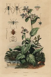 Pfirsichblattlaus, Myzus persicae 1, Rosenblattlaus, Macrosiphum rosae 2, Virginia-Blauglöckchen, Mertensia pulmonarioides 3, und Bettwanze, Cimex lectularius 4