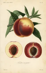 Pfirsichfrucht, Querschnitt durch weiße und rote Sorten