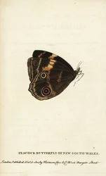 Pfauenfalter von New South Wales. Handkolorierter Kupferstich aus The Naturalist