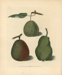 Birnensorten, Pyrus communis: Cressan, Gansell