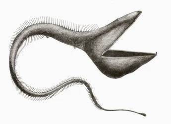 Pelikan-Aal oder Eurypharynx pelecanoides, ein von Menschen nur selten gesehener Tiefseefisch, aus „El Mundo Ilustrado“, veröffentlicht in Barcelona, um 1880